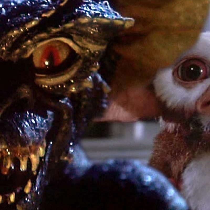10 Latest Pictures Of Gizmo From Gremlins FULL HD 1080p For PC Background 2023 free download what are mogwai gremlins explained gizmo youtube 800x800