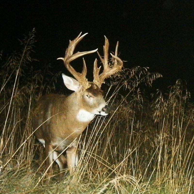 10 Most Popular Monster Whitetail Buck Pictures FULL HD 1080p For PC Desktop 2022 free download when to hunt a monster buck whitetail habitat solutions 800x800