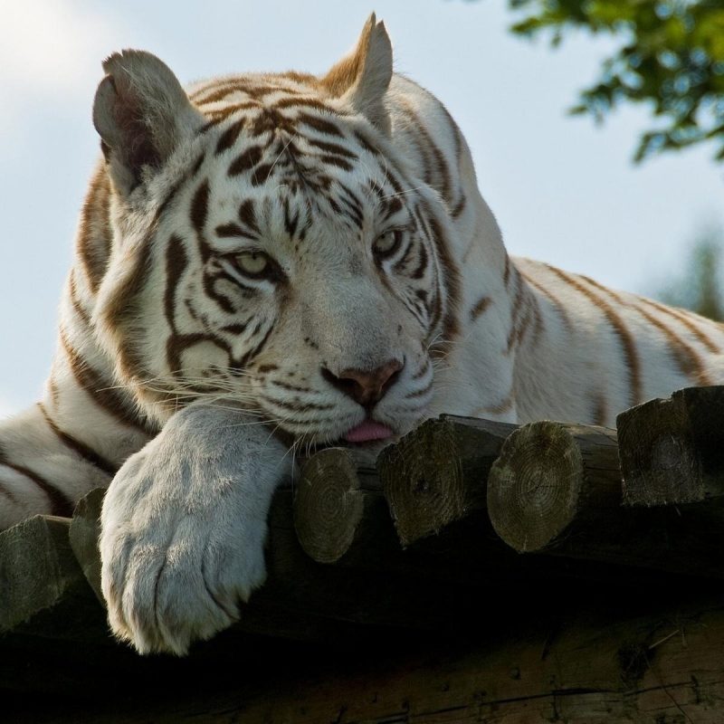 10 Top White Bengal Tigers Wallpaper FULL HD 1080p For PC Desktop 2022 free download white bengal tiger hd wallpaper 800x800
