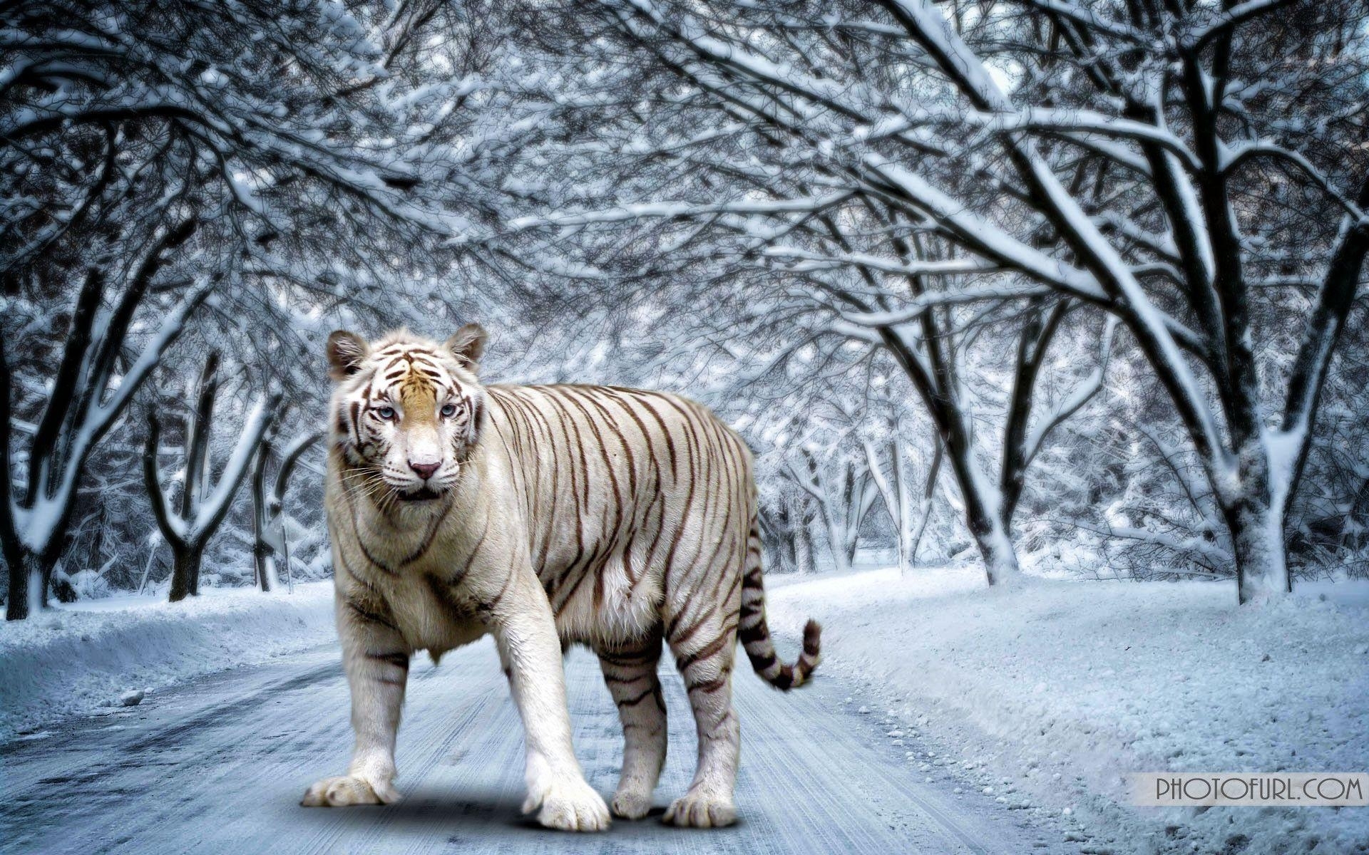10 Top White Bengal Tigers Wallpaper FULL HD 1080p For PC Desktop
