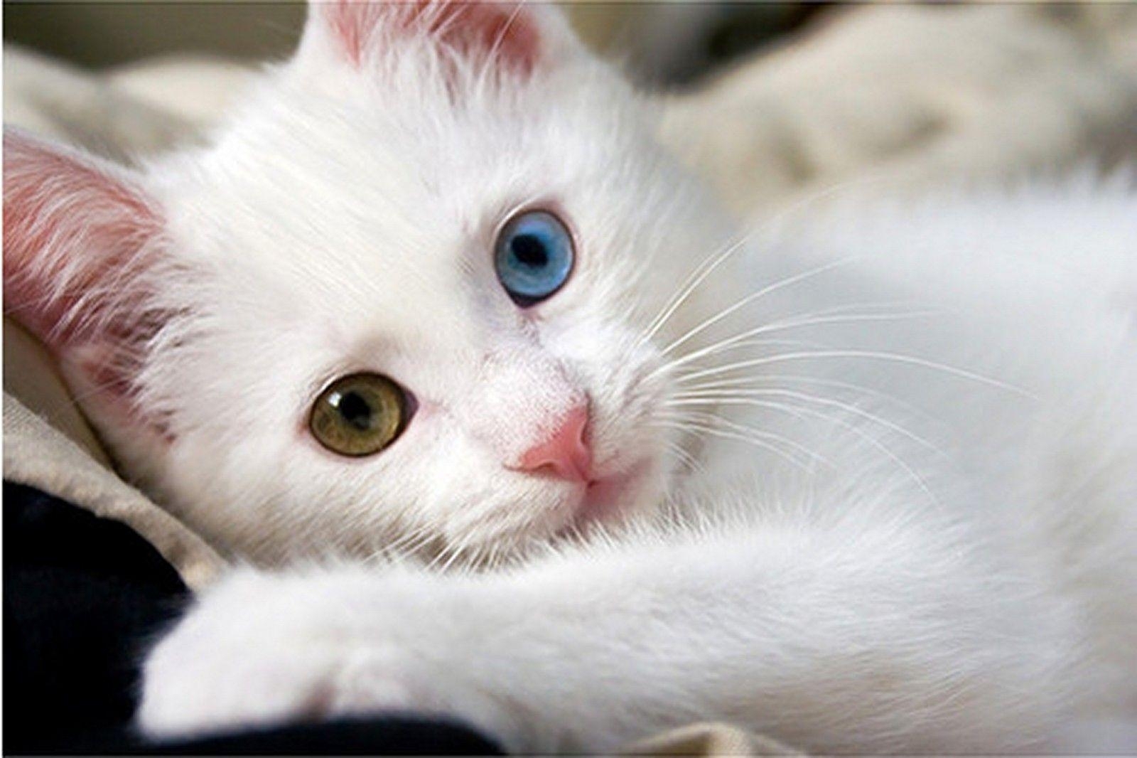10 New Cute White Cat Pictures FULL HD 1920×1080 For PC Desktop 2023