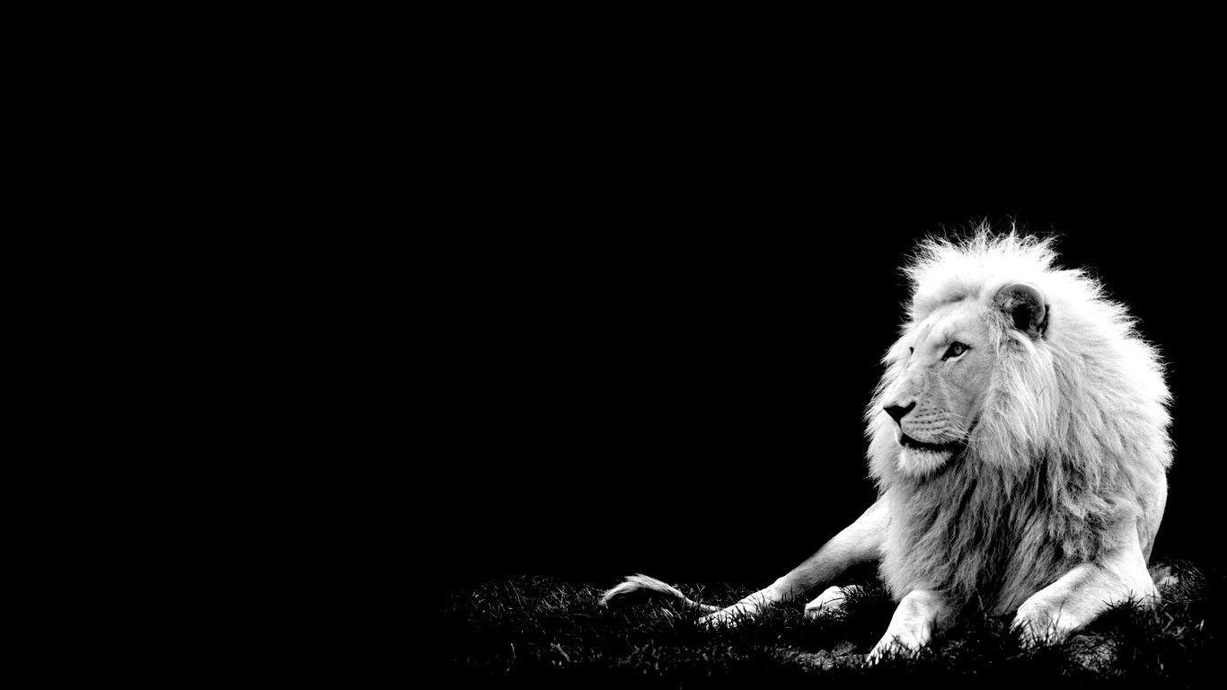 10 Most Popular Black And White Lion Background FULL HD 1080p For PC Desktop
