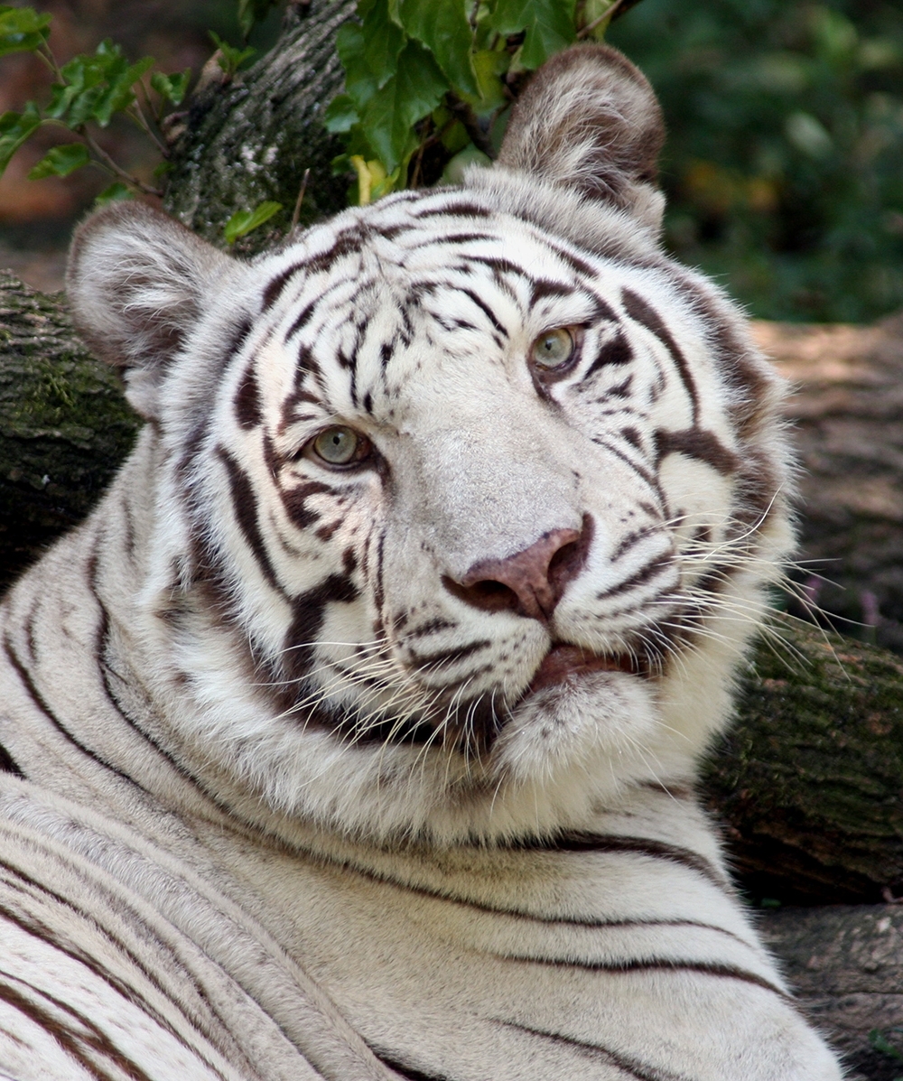 white tiger - the cincinnati zoo &amp; botanical garden