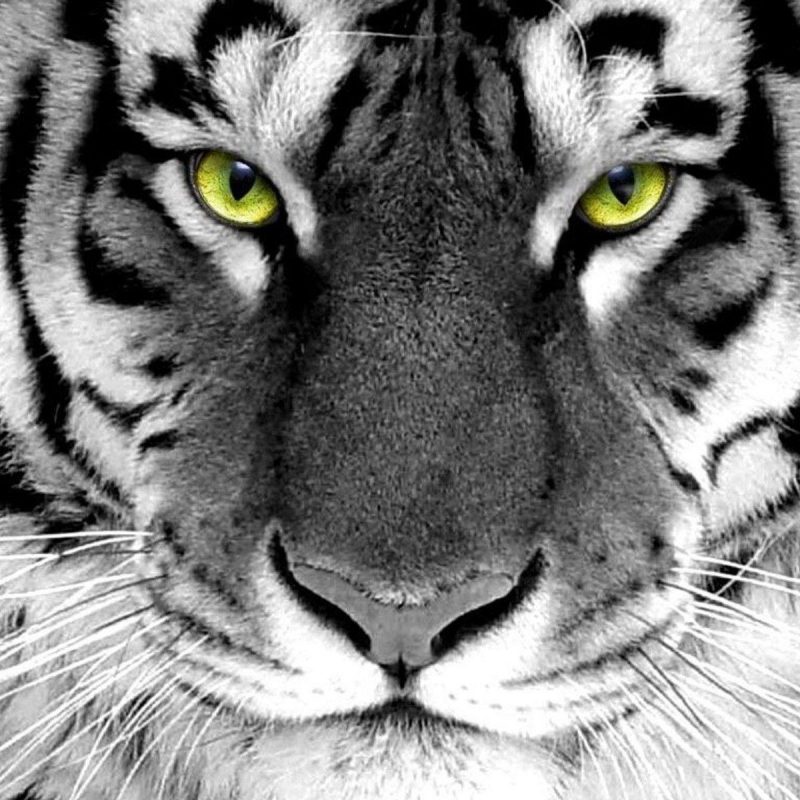 10 Top White Tiger Hd Wallpapers 1080P FULL HD 1080p For PC Background 2023 free download white tiger wallpapers hd wallpaper cave 800x800