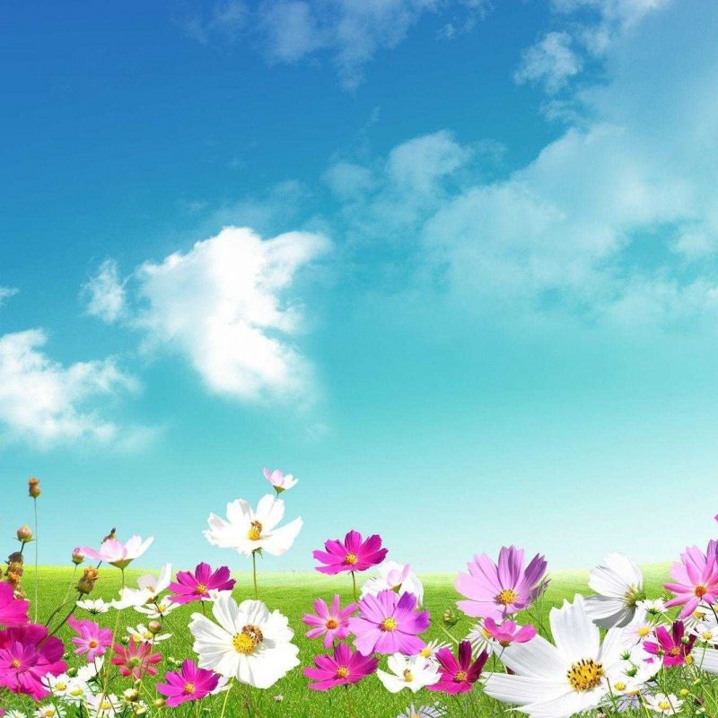 10 Best Free Spring Pictures For Desktop FULL HD 1080p For PC Background 2022 free download widescreen of spring desktop wallpaper backgrounds hd pics wallvie 800x800