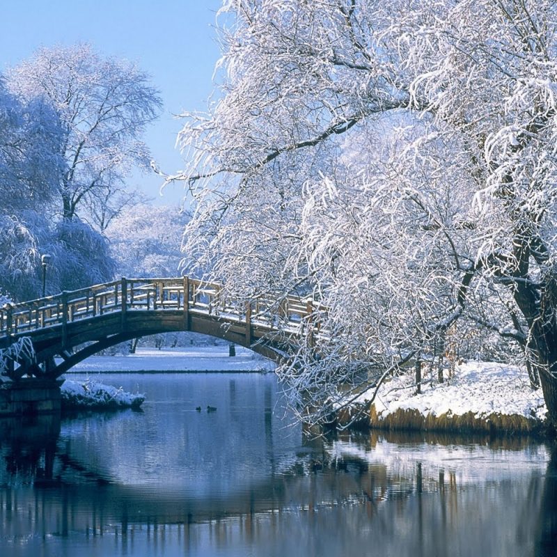 10 Latest Winter Wonderland Background Pictures FULL HD 1080p For PC Background 2022 free download winter wonderland desktop backgrounds wallpaper cave wallpaper 800x800