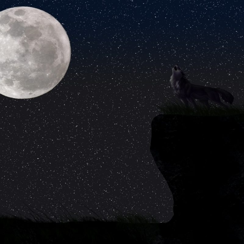 10 Latest Wolf And Moon Wallpaper FULL HD 1080p For PC Desktop 2024 free download wolf and moon e29da4 4k hd desktop wallpaper for 4k ultra hd tv e280a2 wide 800x800