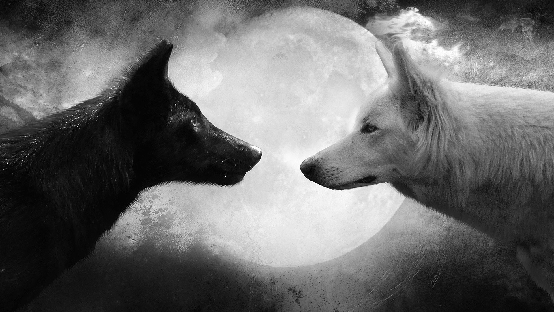 10 Top Black And White Wolves Together Wallpaper FULL HD 1080p For PC Background