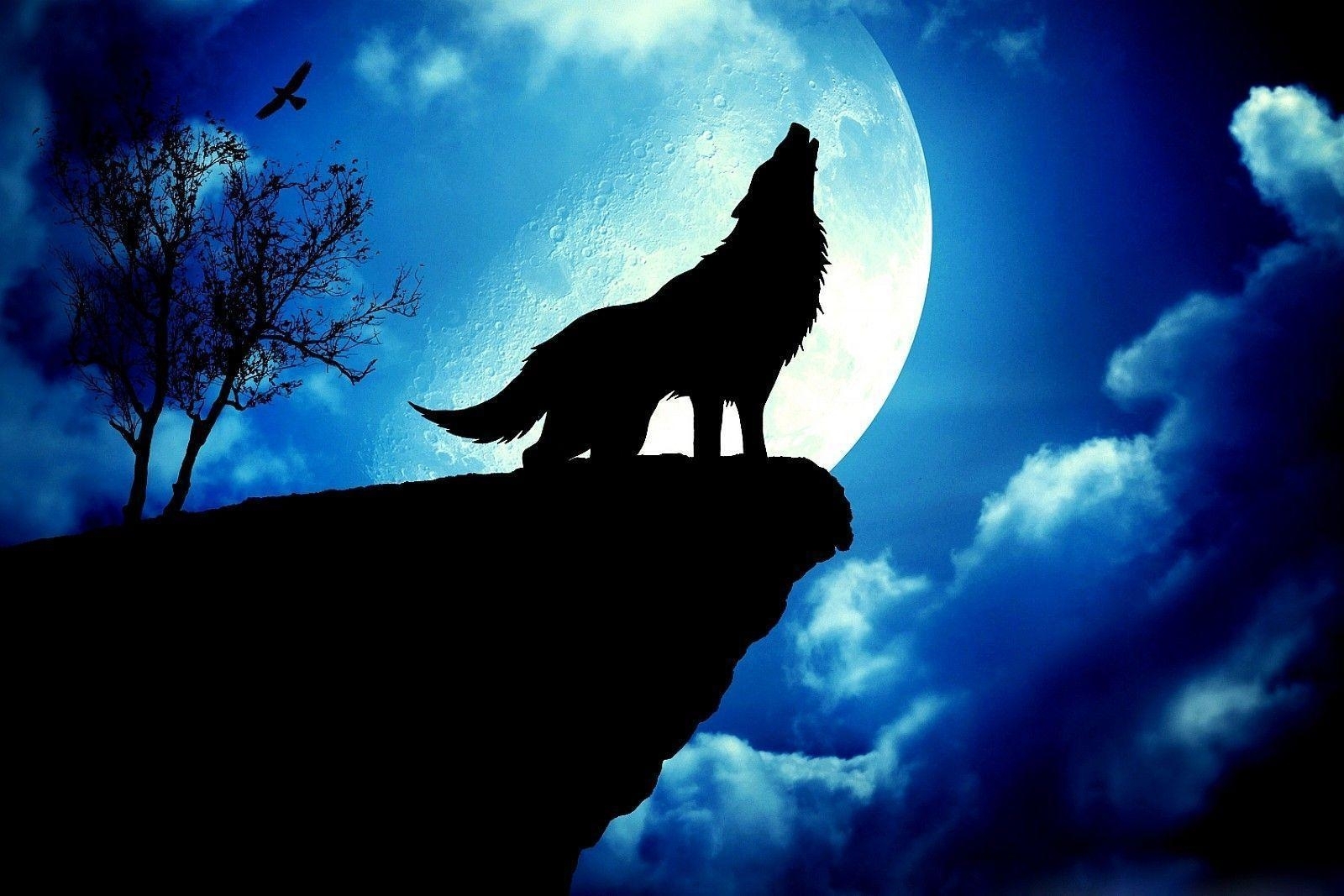 10 Latest Wolf And Moon Wallpaper FULL HD 1080p For PC Desktop