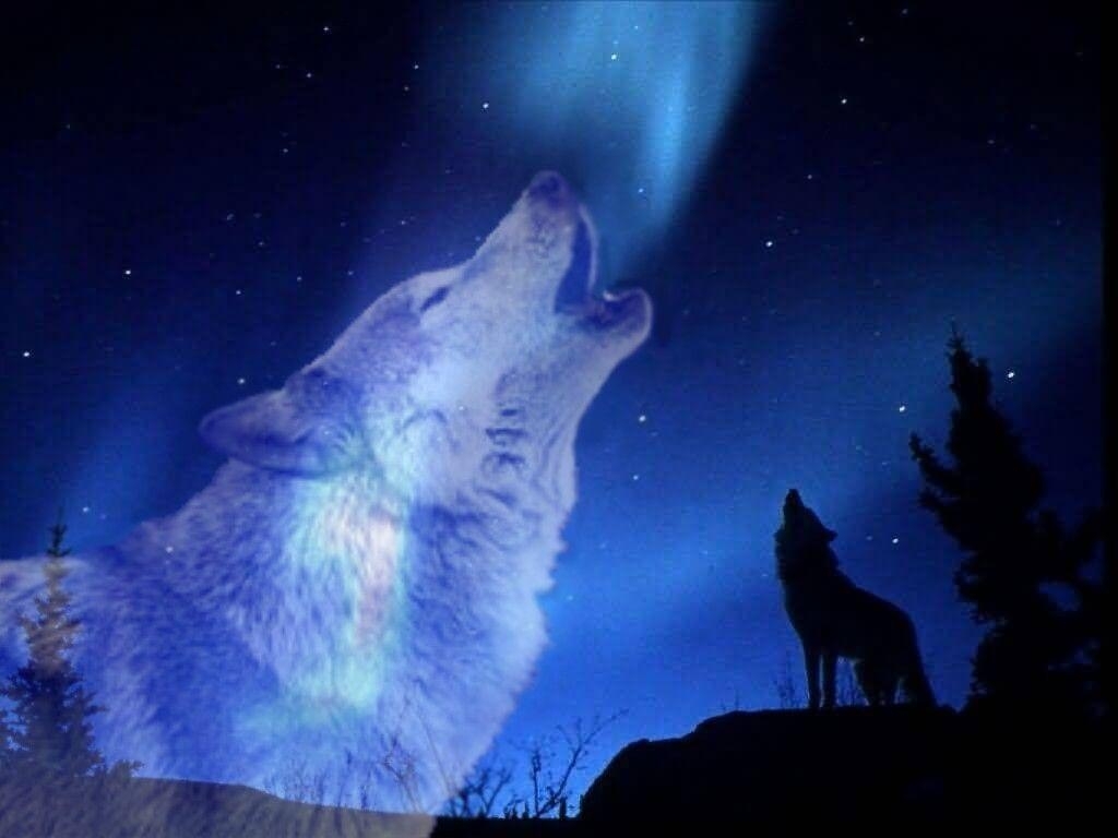 10 Latest Images Of Wolves Howling At The Moon FULL HD 1080p For PC Desktop