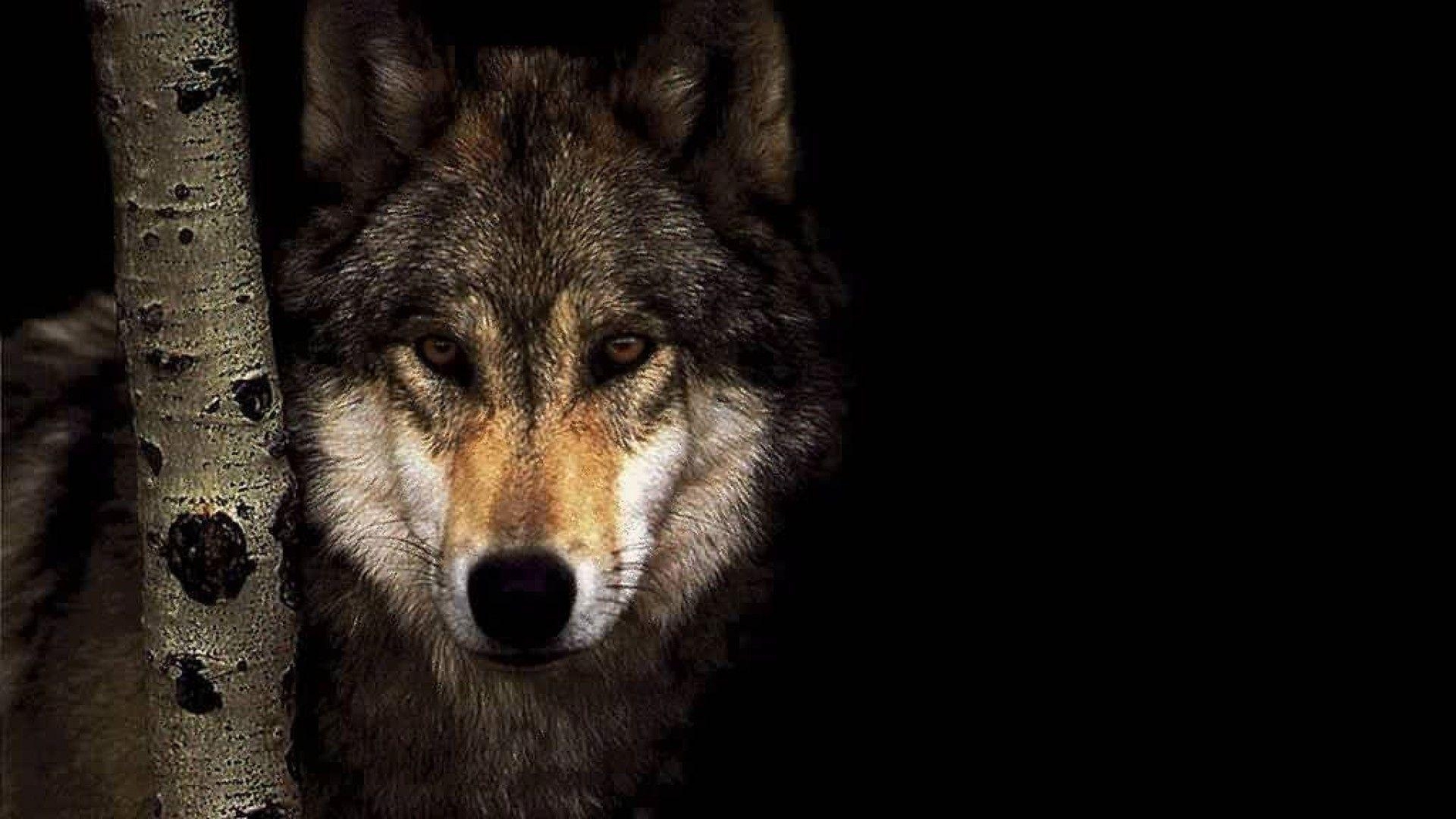 10 Most Popular Hd Wolf Wallpapers 1080P FULL HD 1080p For PC Desktop