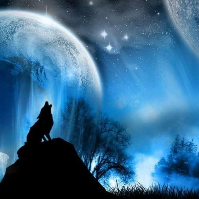 10 Latest Cool Wolf Backgrounds Light FULL HD 1920×1080 For PC Background 2024 free download wolves backgrounds group 64 800x800