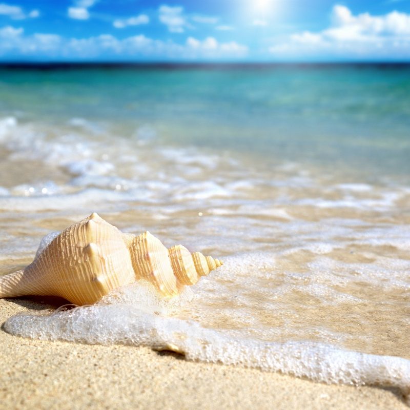 10 New Sea Shell Wall Paper FULL HD 1080p For PC Background 2022 free download wonderful beach shell wallpaper 41192 2560x1600 px hdwallsource 800x800