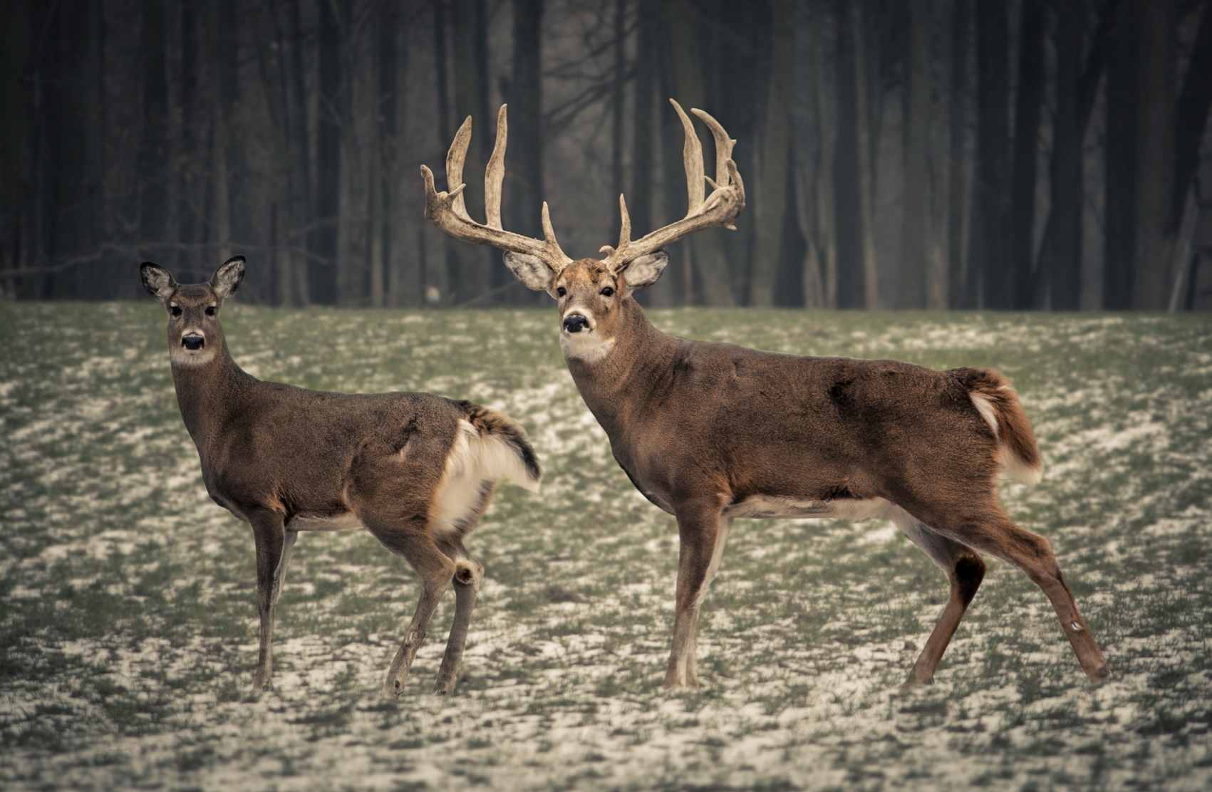 10 Most Popular Monster Whitetail Buck Pictures FULL HD 1080p For PC Desktop
