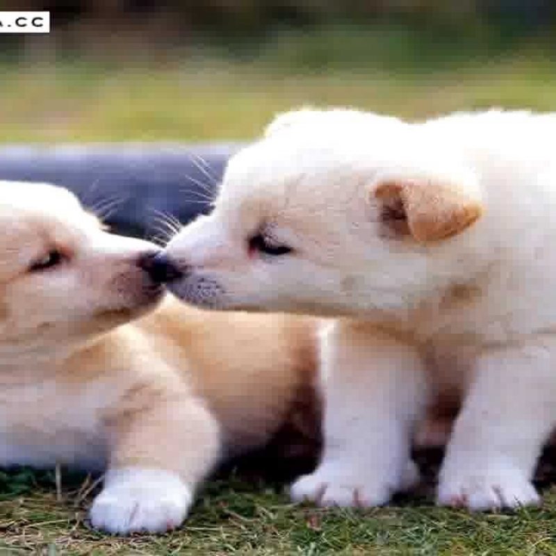 10 Latest Cute Baby Dogs Images FULL HD 1920×1080 For PC Desktop 2023 free download worlds cutest puppies ever baby dogs pics collection youtube 1 800x800