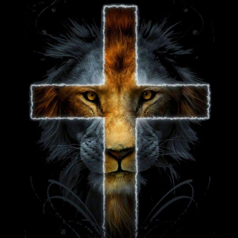 10 Most Popular Lion Of The Tribe Of Judah Pictures FULL HD 1920×1080 For PC Desktop 2022 free download wrap no more behold the lion of the tribe of judah the root of 800x800